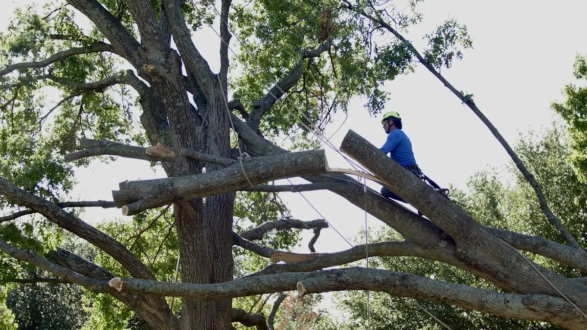 Professional Crown Thinning performed by certified arborists in Fabyan