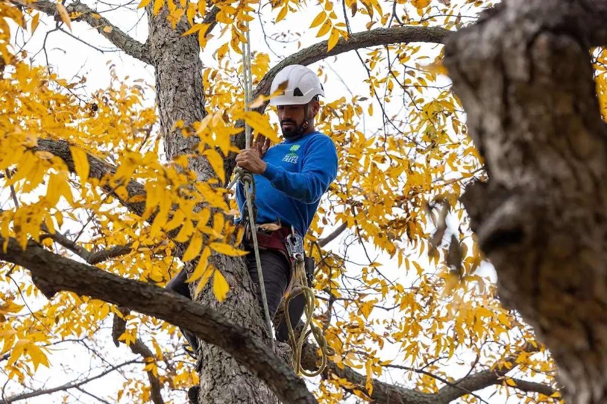 Skilled Tree Planing crew working in Fabyan